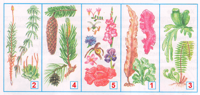 Решение рисунок 1